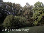 Arboretum Sola gratia, Bystřice pod Hostýnem
