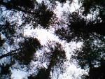 Sky Dancing Tantra
