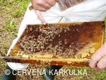 Medobraní a Den dětí 2010